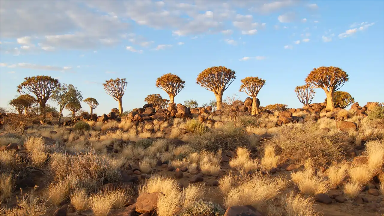 Quivertree Forest